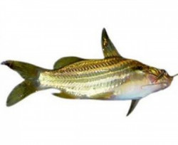 Tengra Fish - 500 Gram