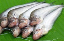 Fresh Pabda Fish-1kg