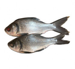 Fresh Catla Fish - 1Kg