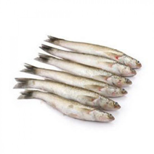 Fresh Bata Fish -500Gram