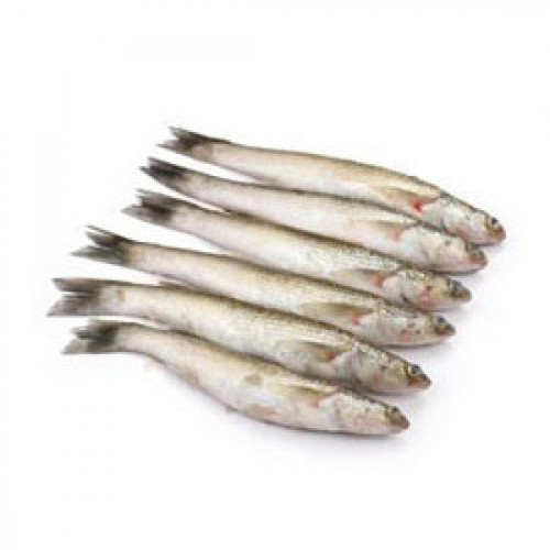 Fresh Bata Fish - 500Gram